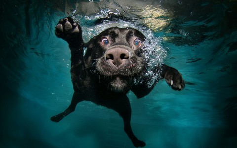 bad, underwater壁纸