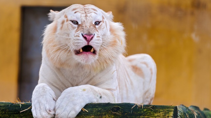 White Tiger