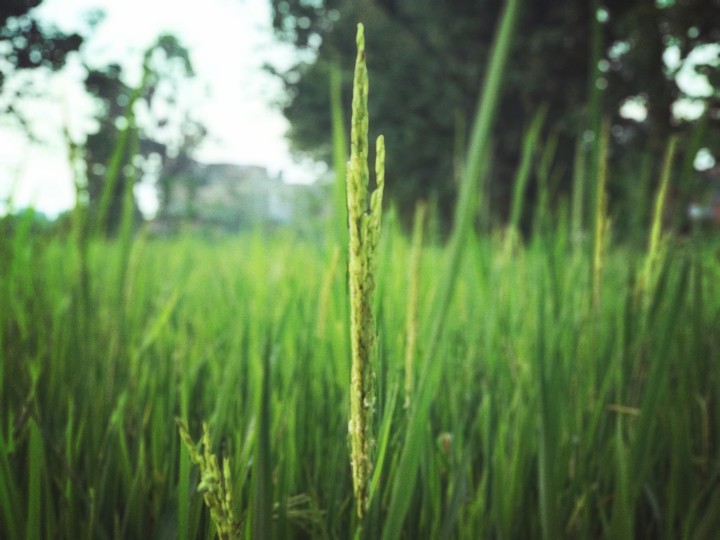nature peace