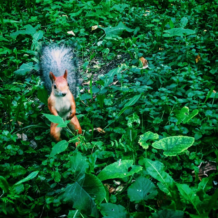squirrel