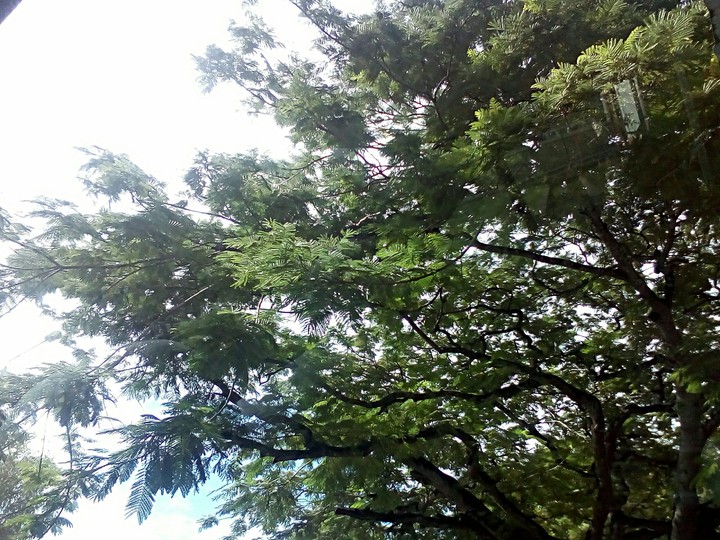Shade tree