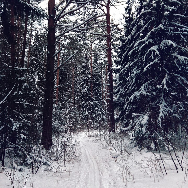 forest