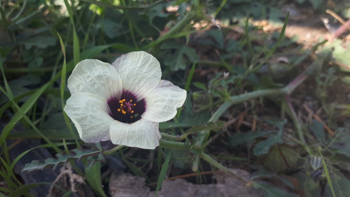 Street flower
