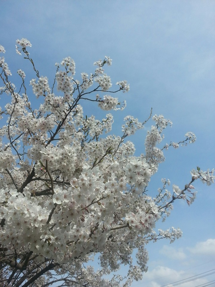 벚꽃