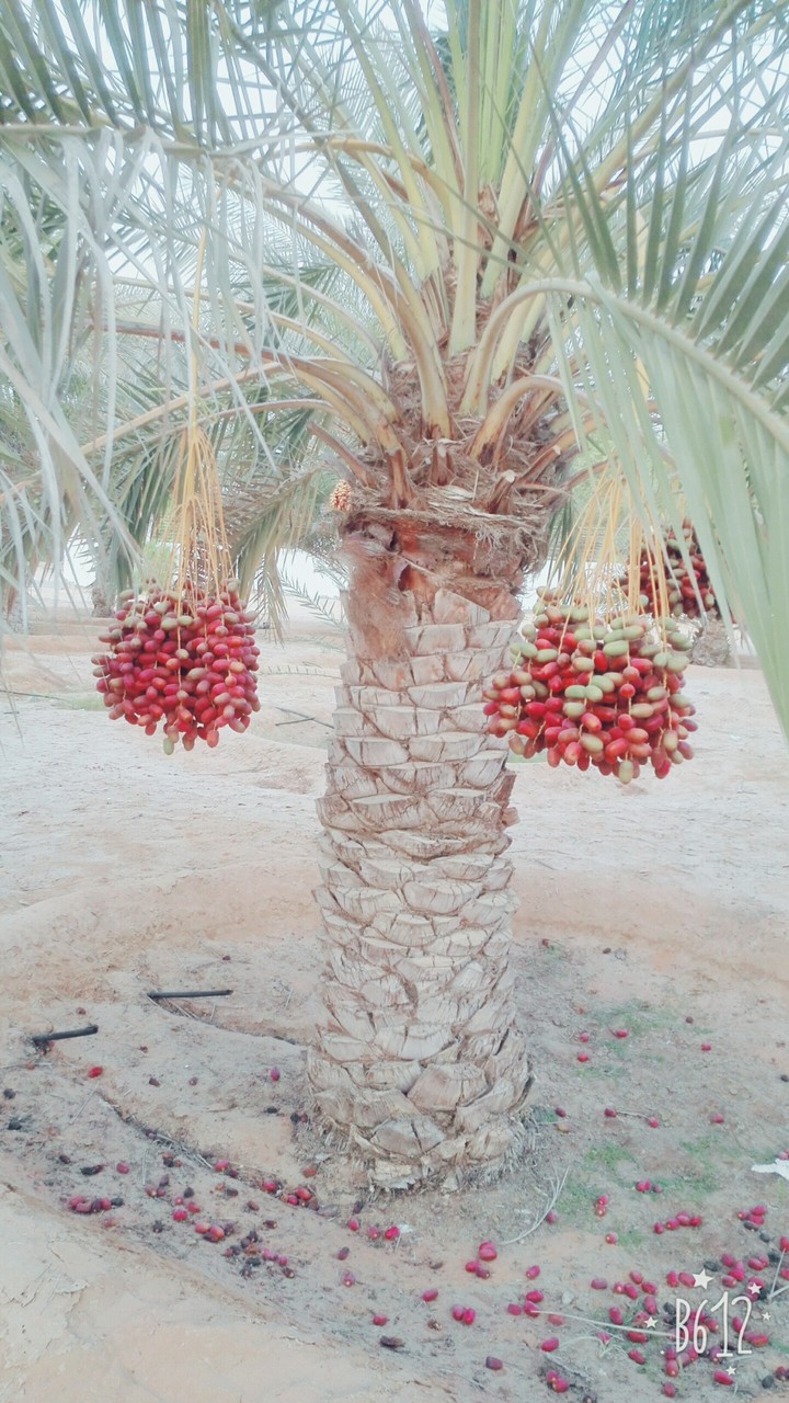 date tree