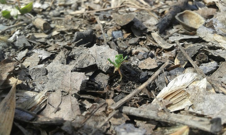PLANT
