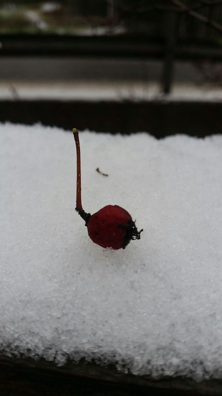 Somesorte of berry
