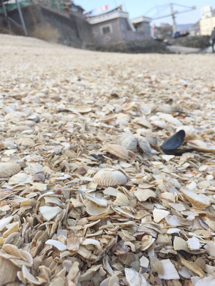 seashell beach