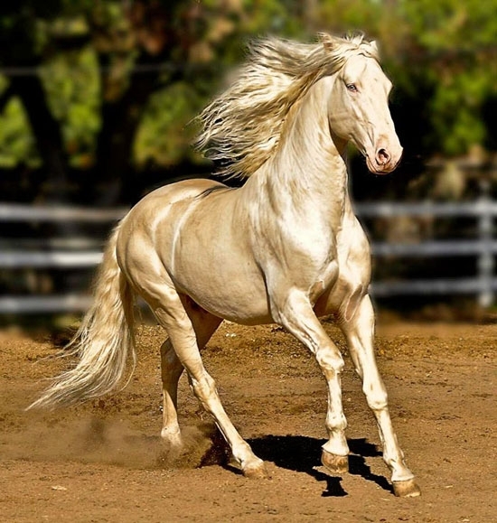 horse