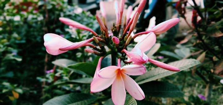 pink flower
