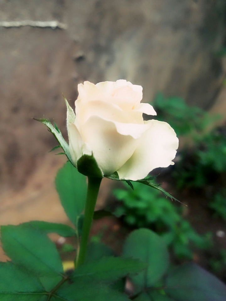 rose