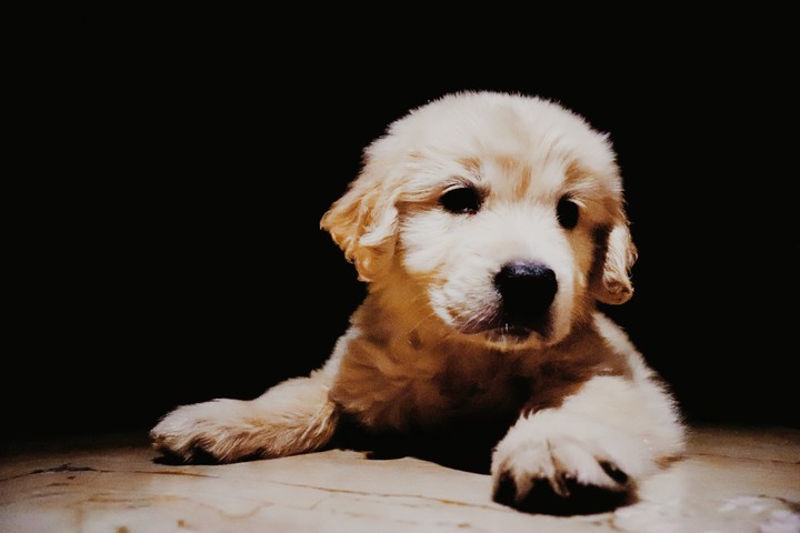 golden