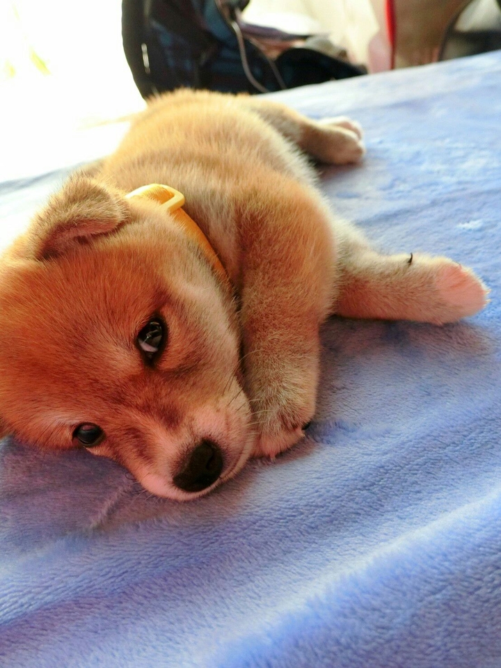 DOG柴
