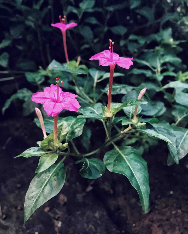 flower ❤️