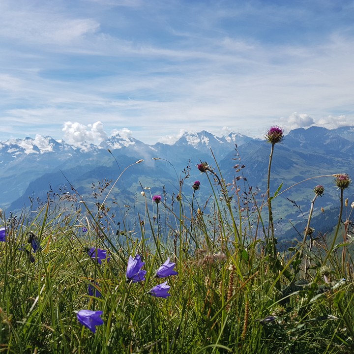 Berge, bergblumen, Schweiz
