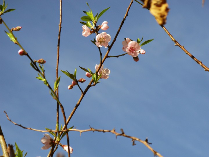 beautiful flowers