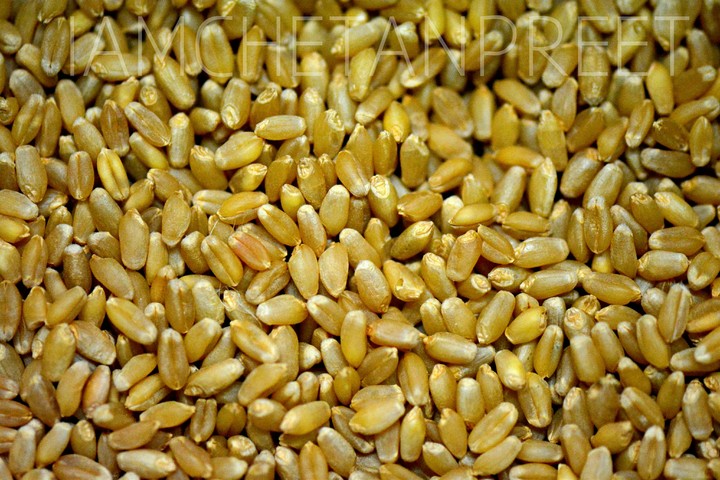 Wheat