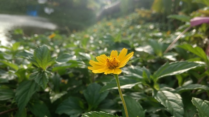 flower