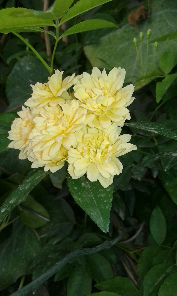Yellow Flowers ❀