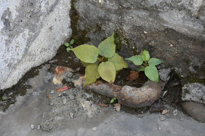 #Plants