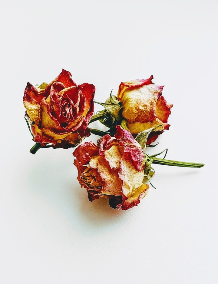 Withered roses
