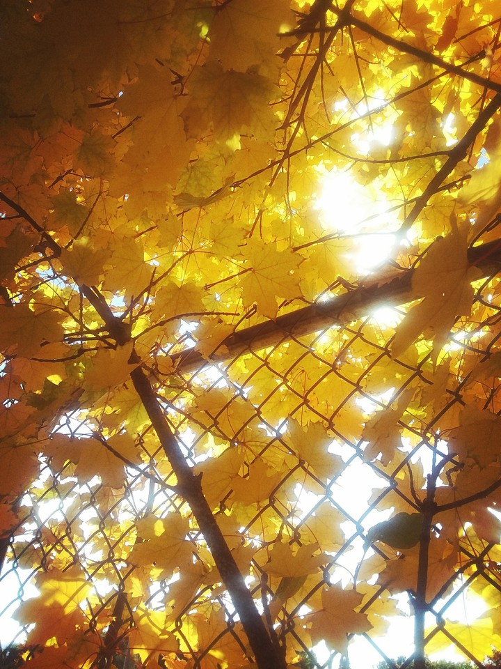 Fall