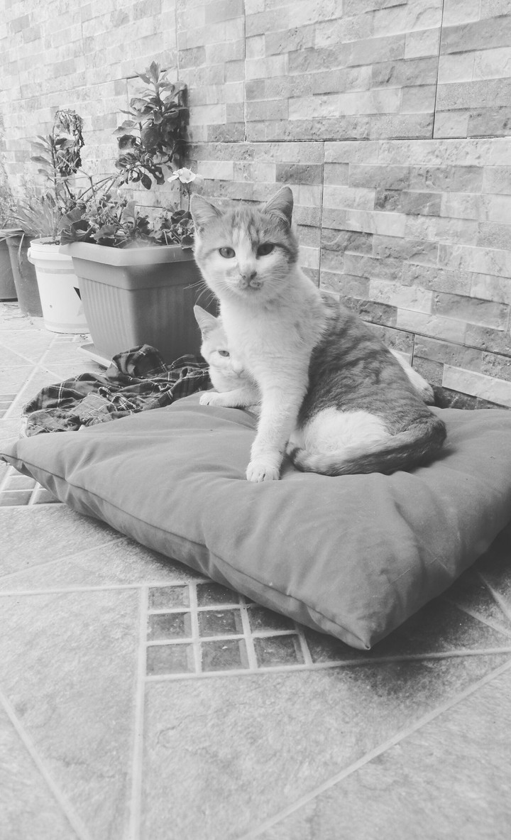 lovely cat 