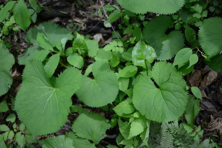 a kind of groundsel