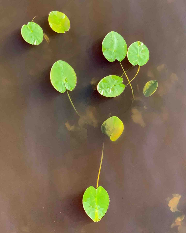 water lily