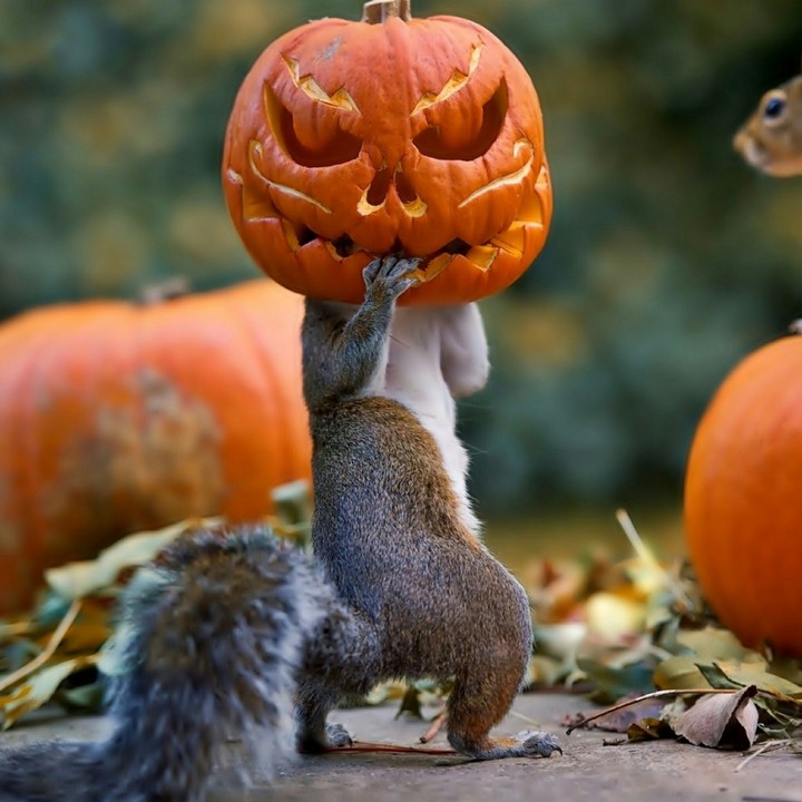 pumpkin
