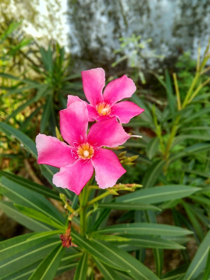 flower