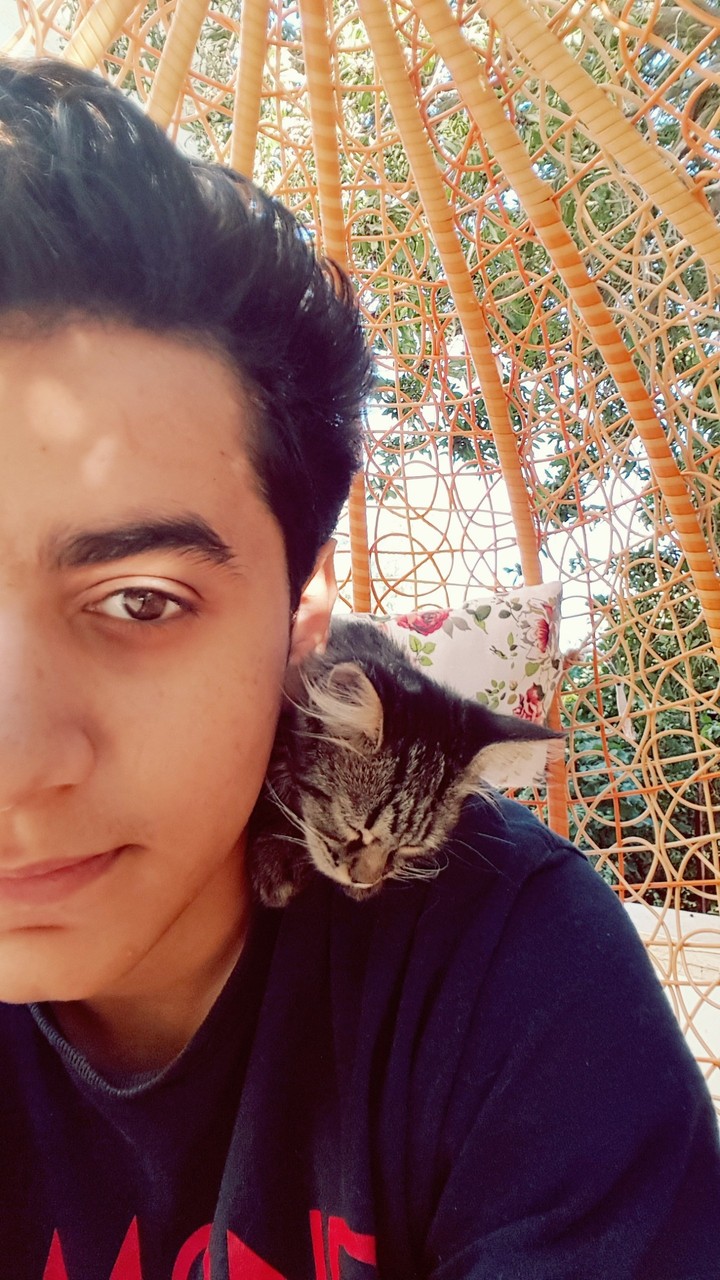 cats