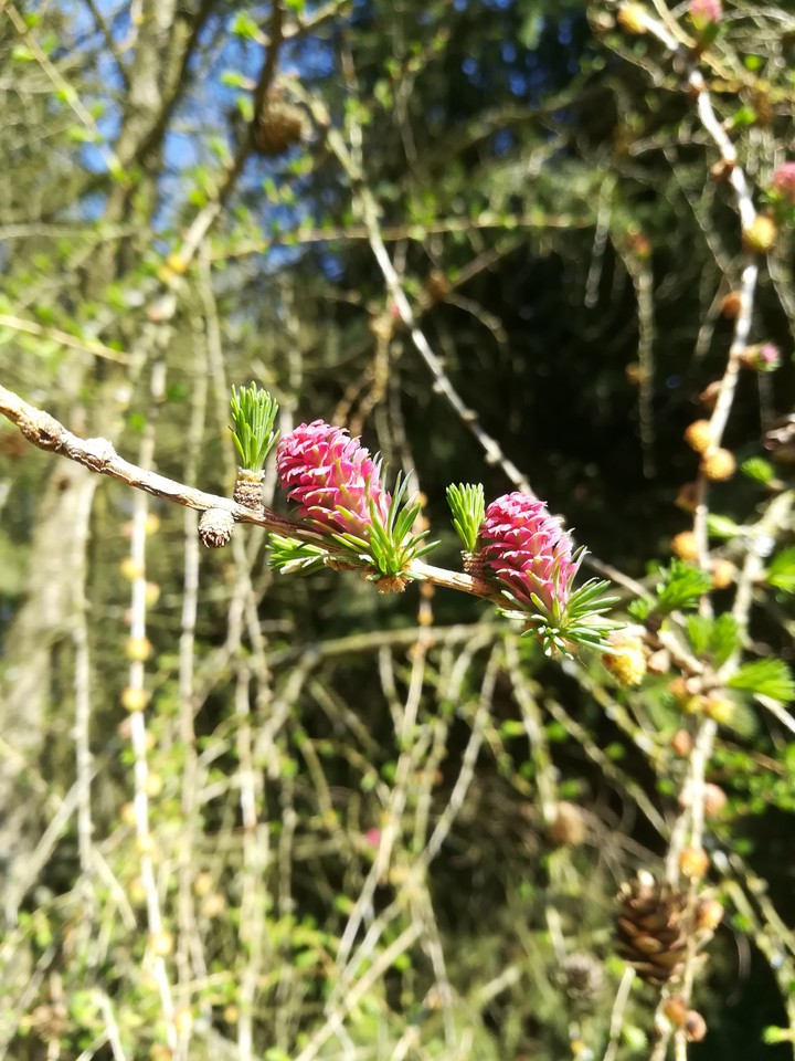 Larch in Spring