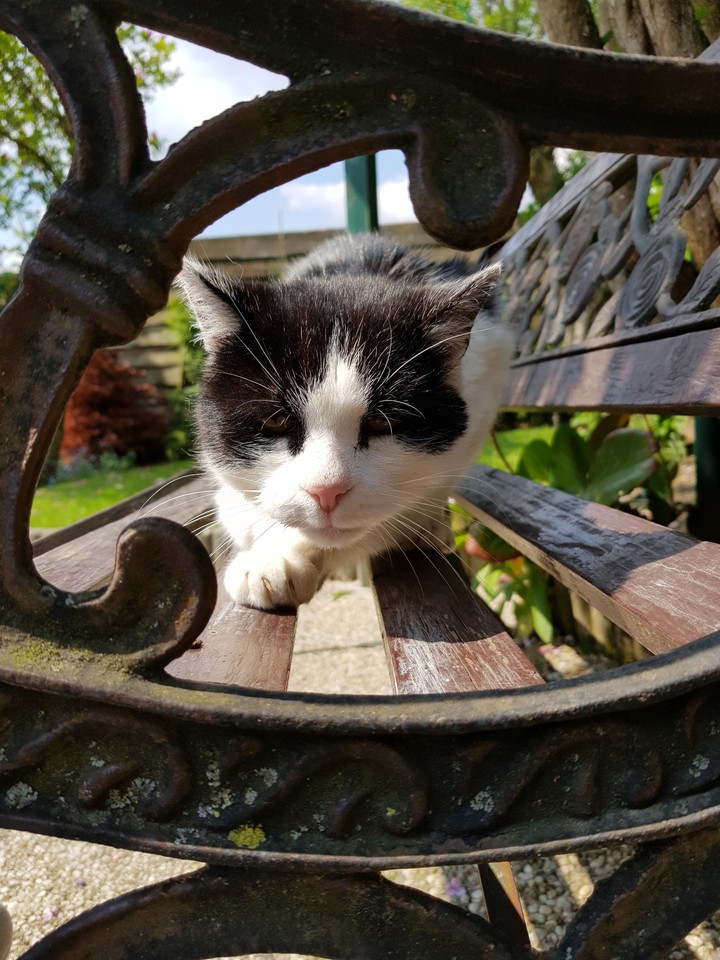 my grandpa's cat