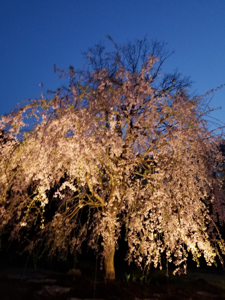 夜桜