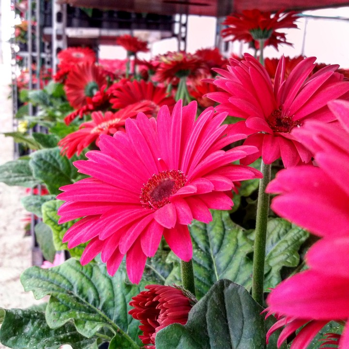 girpra flower