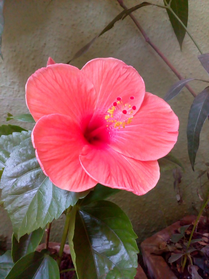Blossom