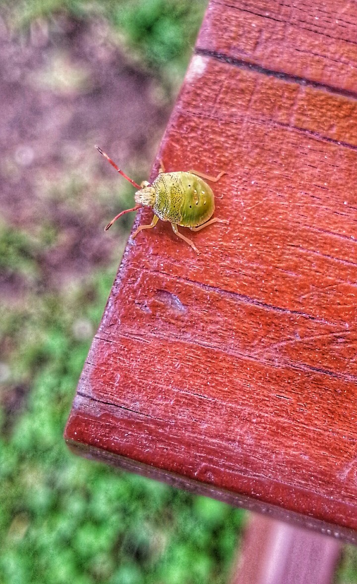 Little bug