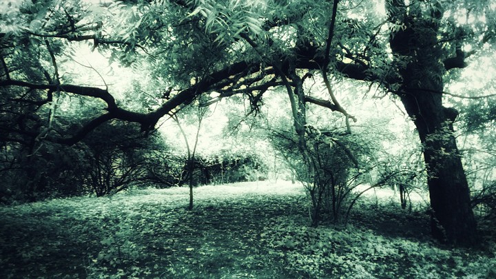 Rain Forest