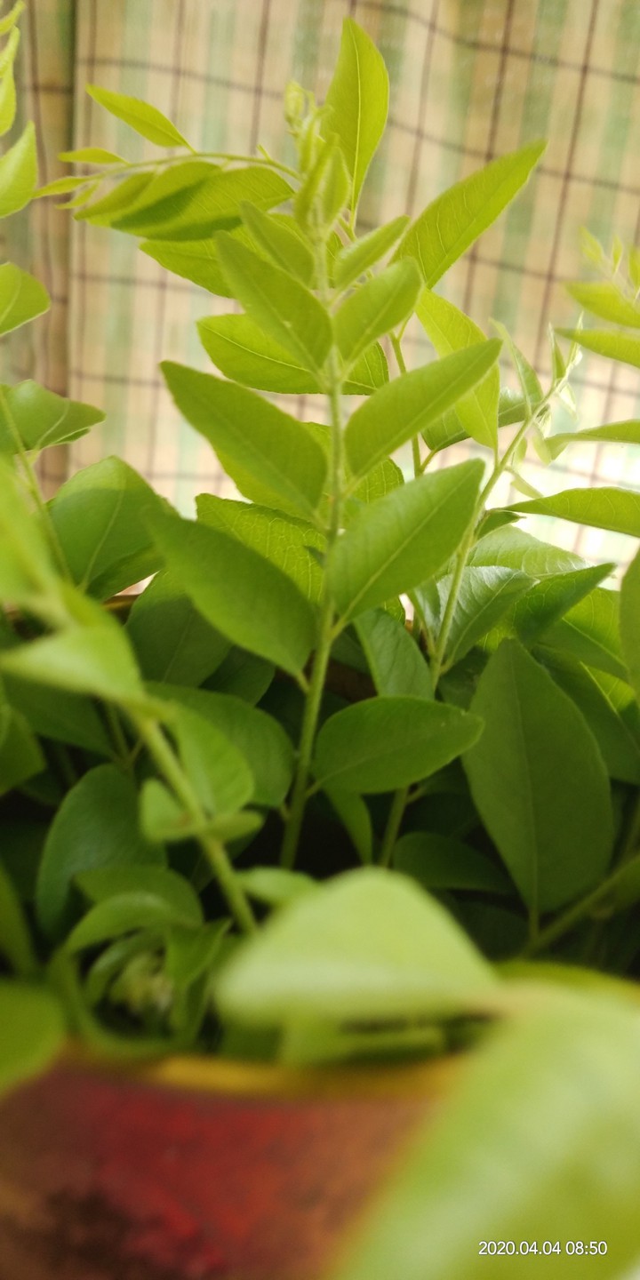 Curry leaves