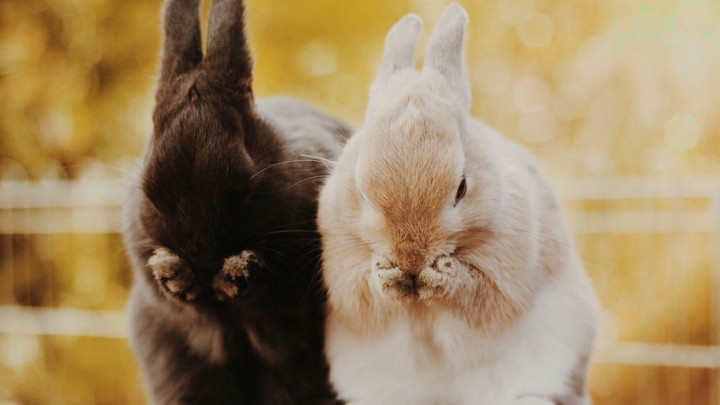 cute bunny♡