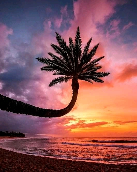 sea beauty?
