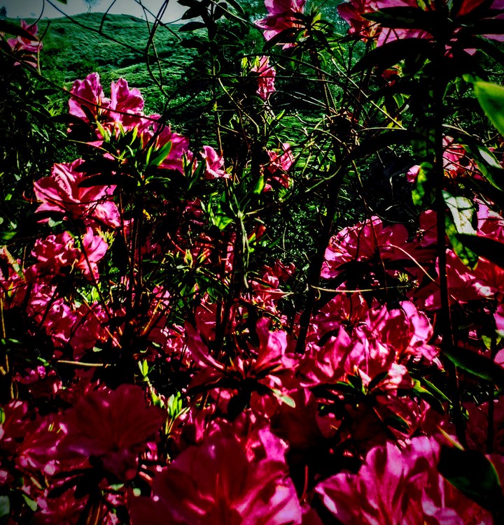 Between pink forests
