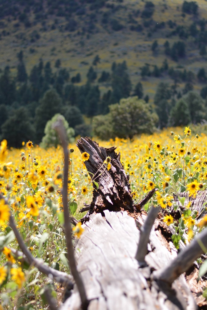 A Break in the Tide