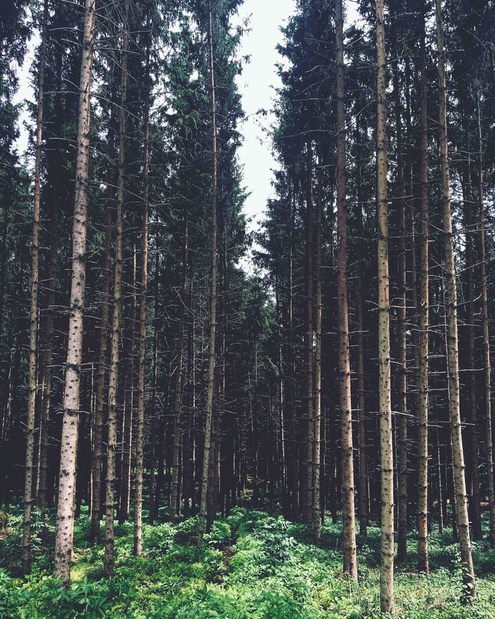 pinetree