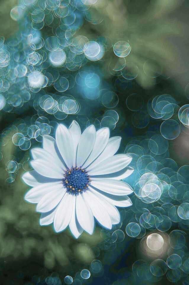 beautiful blue flower