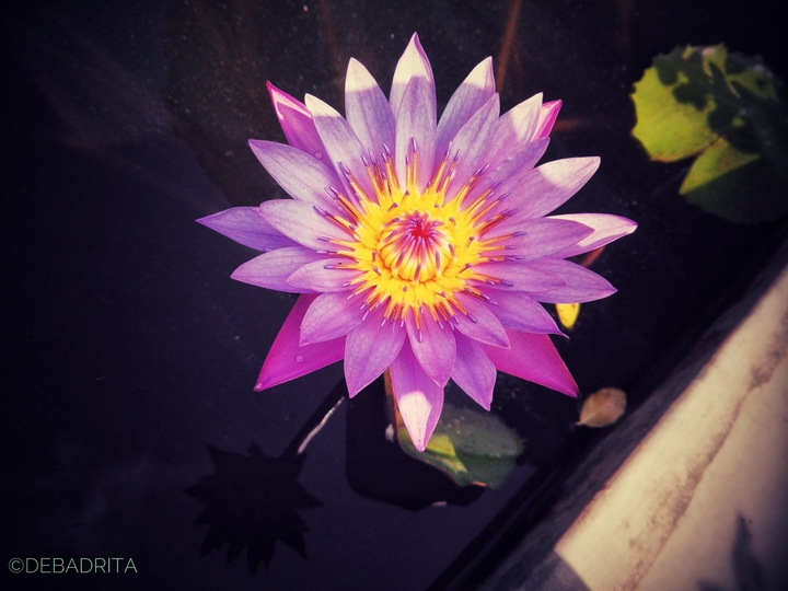 Lily