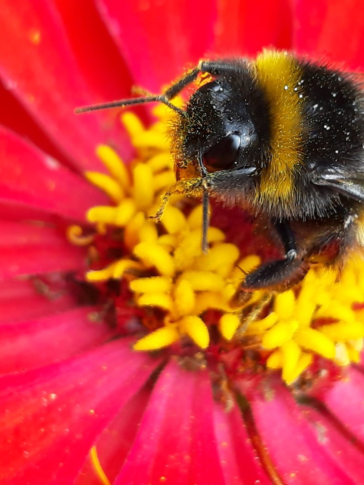 bumblebee