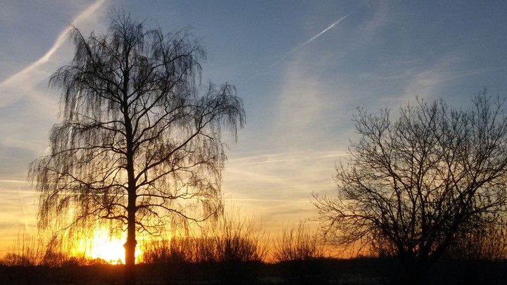 tree on fire