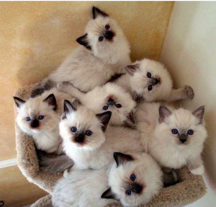 bebes